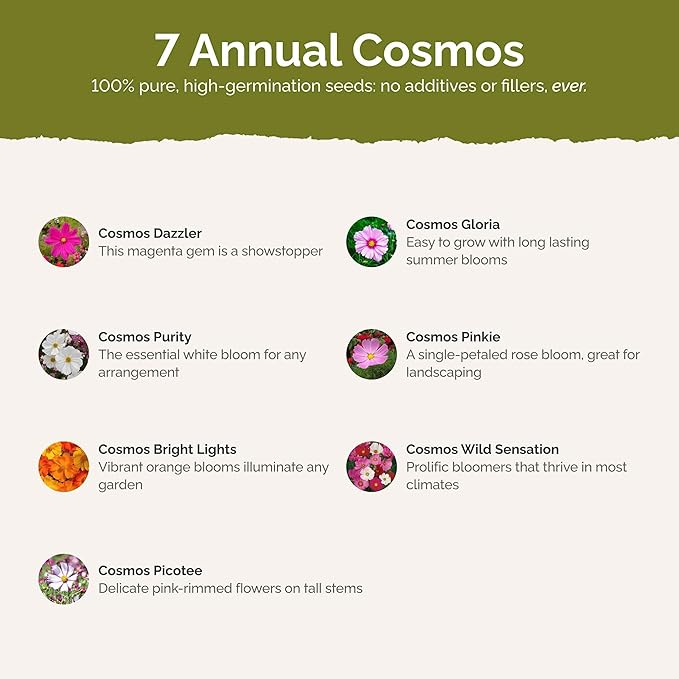 Eden Brothers Crazy for Cosmos Flower Mixed Seeds for Planting, 1/4 lb, 120,000+ Seeds with Cosmos Gloria, Pinkie, Purity | Attracts Pollinators, Plant in Spring or Fall, Zones 3, 4, 5, 6, 7, 8, 9, 10