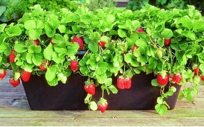 Seeds Fruit Alpine Strawberry Four Seasons Red Everbearing Non GMO for Planting - 100 Seeds