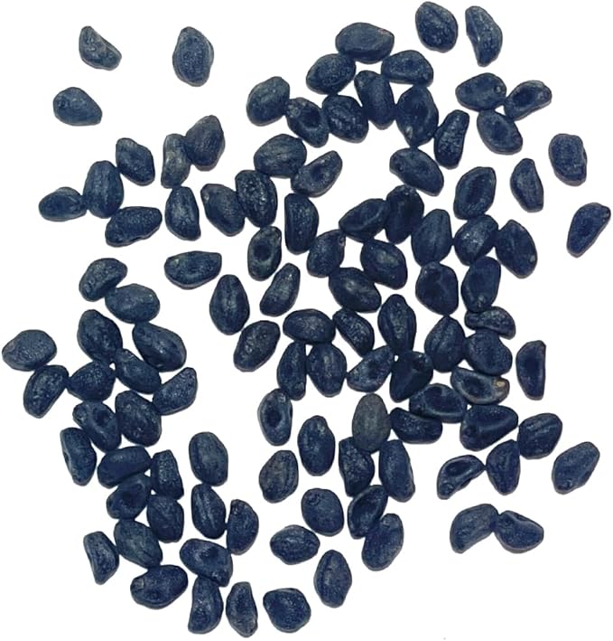 Seed Needs, Cardinal Climber Seeds - 100 Heirloom Seeds for Planting Ipomea Quamoclit - Open Pollinated & Untreated, Attracts Pollinators (5 Packs)