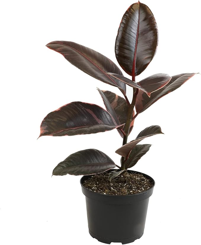6" Ficus Ruby, Variegated Rubber Plant, Real House Plants, Desk Plants Live, Plant Decor for Bedroom, Floor Plants, Real Plants Indoor Live Plants Indoor Plants Live Houseplants by Plants for Pets