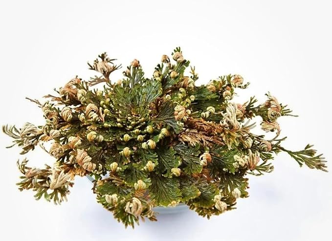 Rose of Jericho - Resurrection Plant/Flower - Selaginella Lepidophylla - Pack of 1 (One) Dried Rose