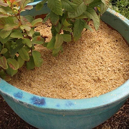 Rice Hulls - Organic Use – 3lb - House Plants - Gardening - Chicken Bedding Nesting