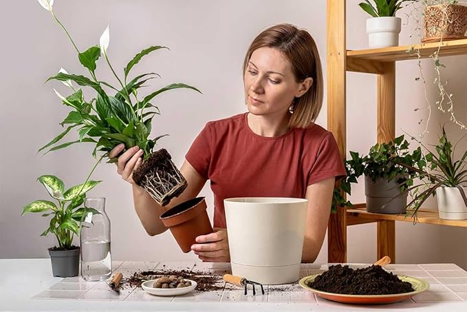 American Plant Exchange Peace Lily, Live Spathiphyllum Plants, 4-Inch Pots, 3 Pack in Deco Covers, Flowering Houseplants, Easy Care, Low Light, Perfect for Housewarming, Sympathy, or Party Gifts