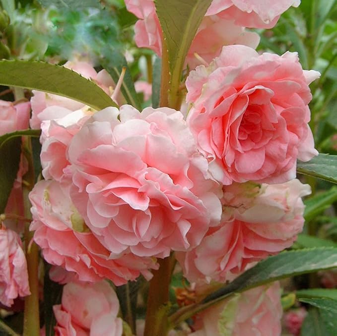 Mixed Double Camellia Impatiens Balsamina Flower Seeds 100 Seeds