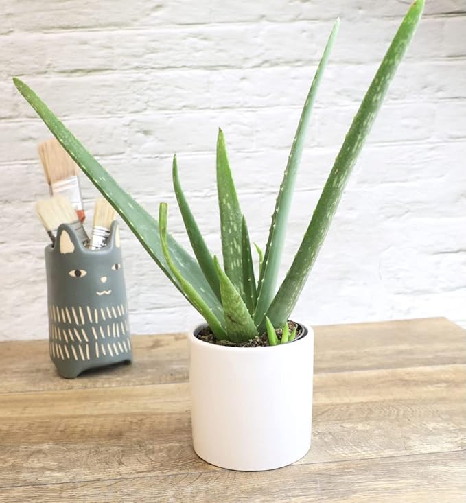Aloe Vera Plant Live Succulent Plants (3 Pack), Live Aloe Vera Plant Succulents, Live Aloe Plant in Aloe Plant Pot, Aloe Plants Live Indoor Plants, Succulents Live House Plants by Plants for Pets