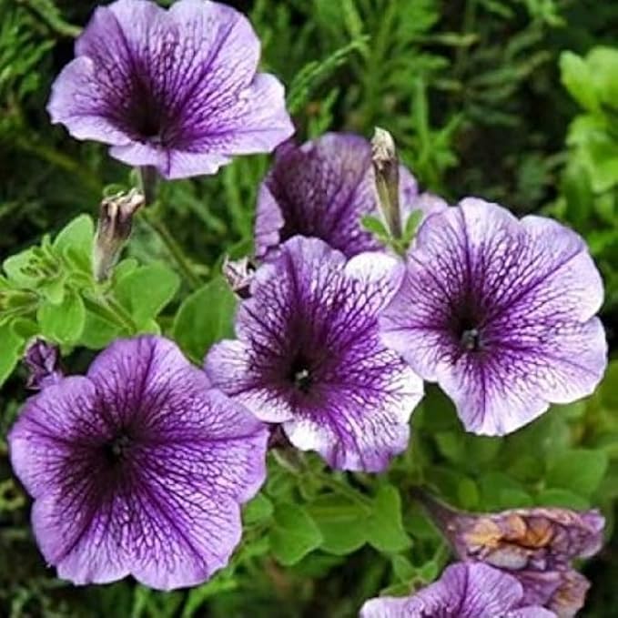 Rare Petunia Seeds for Planting - 250+ Beautiful Perennial Flowers Seeds Heirloom Vine, High Germination Rate Open Pollinated Seeds