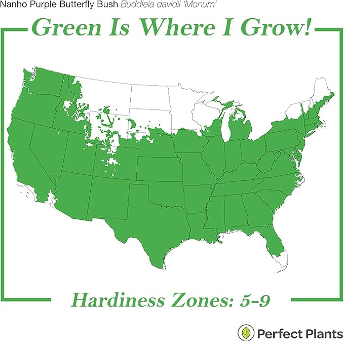 Perfect Plants Nanho Butterfly Bush Fast Growing Extraordinary Bright Purple Flowers, 3 Gal, Low Maintenance