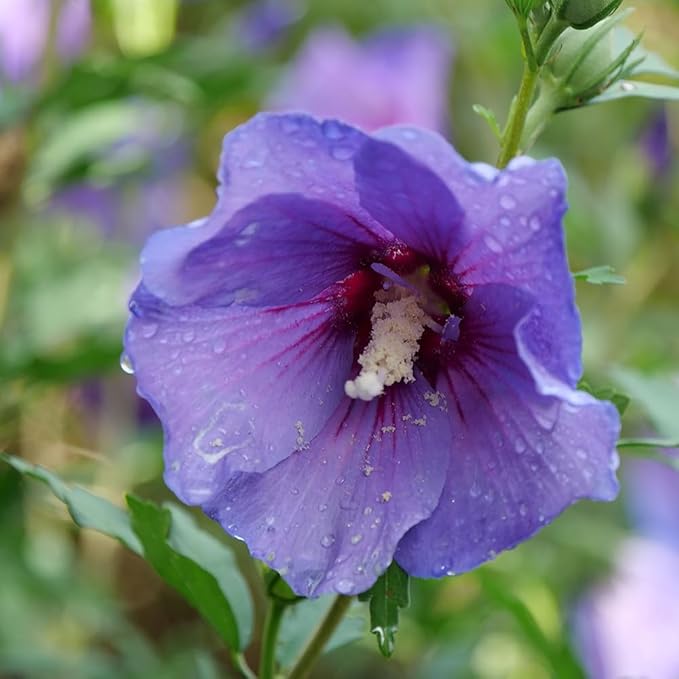 2 Gallon Proven Winners Paraplu 'Violet' Hibiscus
