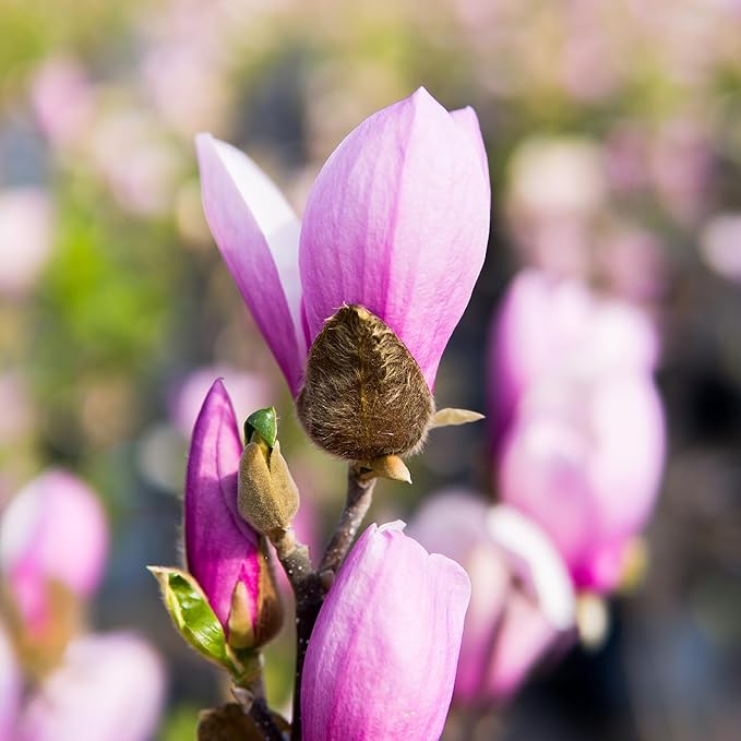 Jane Magnolia in 3 Gal. Grower's Pot | Beautiful Purple Early Spring Blooms | Easy Care | Dwarf Growth Habit