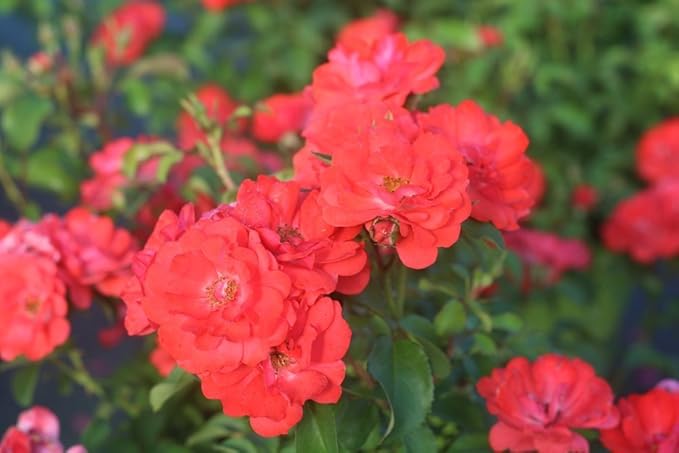 PERFECT PLANTS Coral Drift Rose Live Plant, 3 Gallon, Includes Care Guide