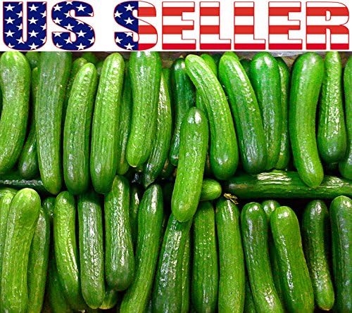 US Grown 30 Persian Beit Alpha a.k.a. Lebanese Cucumber Seeds Heirloom Non-GMO Burpless Sweet Non-Bitter and Acid Free, Crispy and Sweet, Fragrant and Delicious, Cucumis sativus, Grown in USA