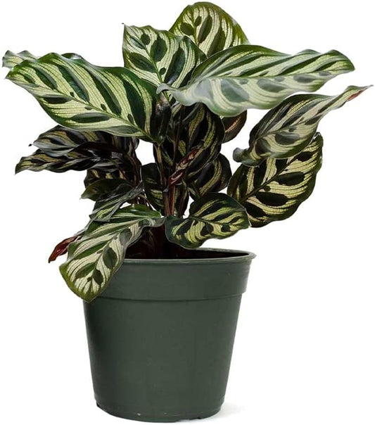 American Plant Exchange Calathea Makoyana, Live Prayer Plant, Small 4" Pot, Air-Purifying, Easy to Care Indoor Houseplant, Tropical Home Décor