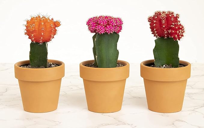 Grafted Cactus Plants Live in Clay Pots for Plants (3 PK), Live Cactus Plant in Cactus Soil Potting Mix, Live Mini Cactus Succulents Plants Live Cacti, Live Succulents in Cactus Pot by Plants for Pets