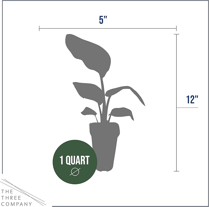 Bird of Paradise - Live Accent Plant (2 Per Pack), White - 12" Tall by 5" Wide in 1 Qt Pot