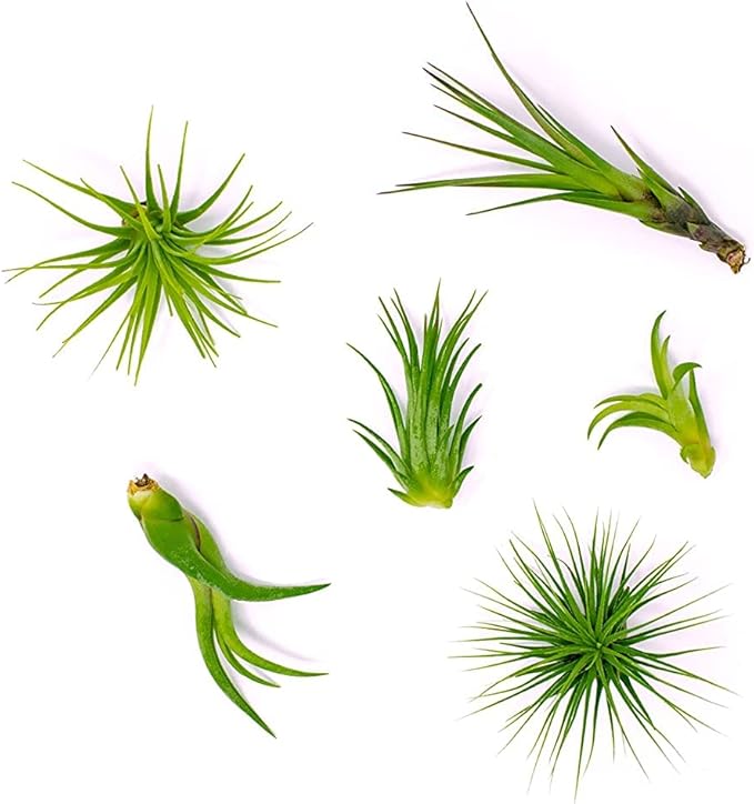 Altman Plants, 12 Air Plant Variety Pack - Small Tillandsia Terrarium Kit - Assorted Species of Live Tillandsia Tropical House Plants for Sale, 2 to 5 Inches Each - Air Plants for Indoor Home Decor