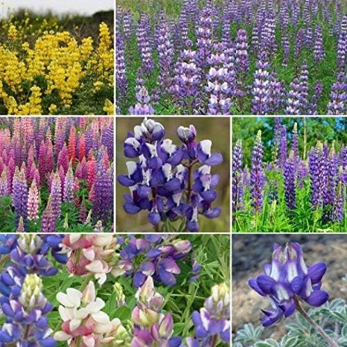 Dirt Goddess Super Seeds ~ Lupine Mix Flower Seed (1 lb) 7 Species of Wildflower Seeds Non GMO Bulk