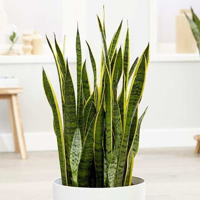 American Plant Exchange Snake Plant, Live Yellow Sansevieria, Laurentii, Easy-to-Care Large Air-Purifying Houseplant, 10-Inch Pot, 2-3ft Tall, Perfect for Home, Office & Garden Décor