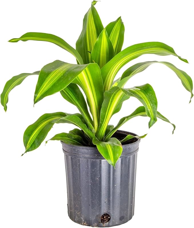 Premium Dracaena Potting Soil Mix - (3 Quart Bag)