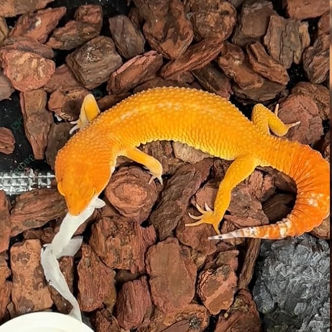 AVALUTION Orchid Potting Bark-9QT Organic Orchid Bark for Plants, All Natural Pine Bark Wood Chips for Houseplant Mulch, Orchid Plants Root Development, Mulch for Potted Plants