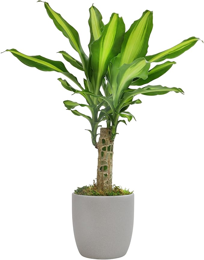 'Sunrise' Corn Plant Dracaena Plant Live Plant Decor, Office Desk Plant, Live Indoor House Plants, Decorative Plants, House Plants Indoors Live Plants Indoor Plants Live Houseplants by Plants for Pets