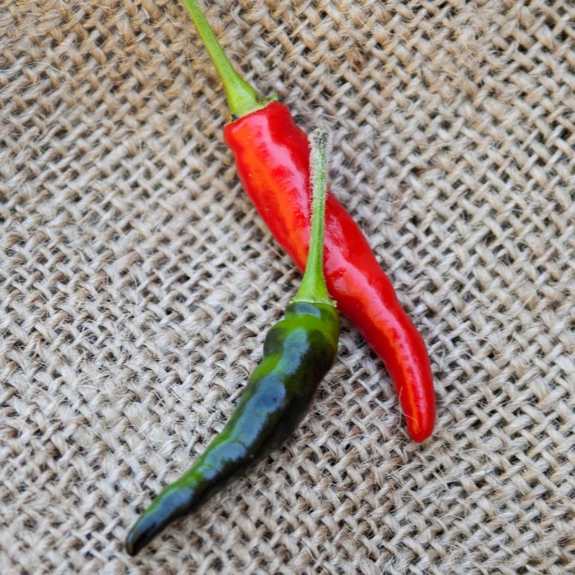 Premium Black Cobra Pepper (Capsicum Annuum) - Rare & Exotic Hot Chili Pepper, Perfect for Home Gardening and Gourmet Cooking (2 bkcbr pep Cups)