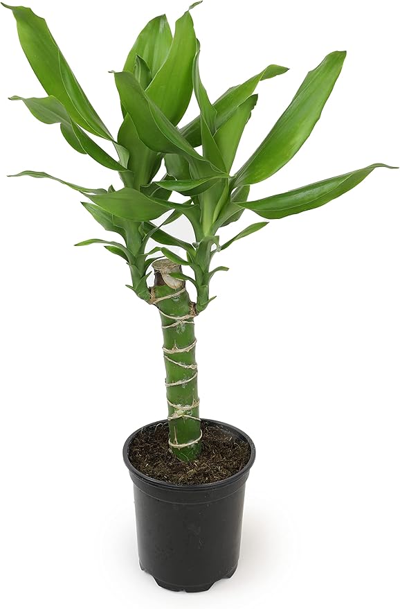 Dracaena Steudneri Moonlight 4 Pack House Plant, 4 Inch Pots for Plants, Dragon Tree Plants for Delivery Prime, Low Light House Plants, Live Plants Indoor Plants Live Houseplants by Plants for Pets