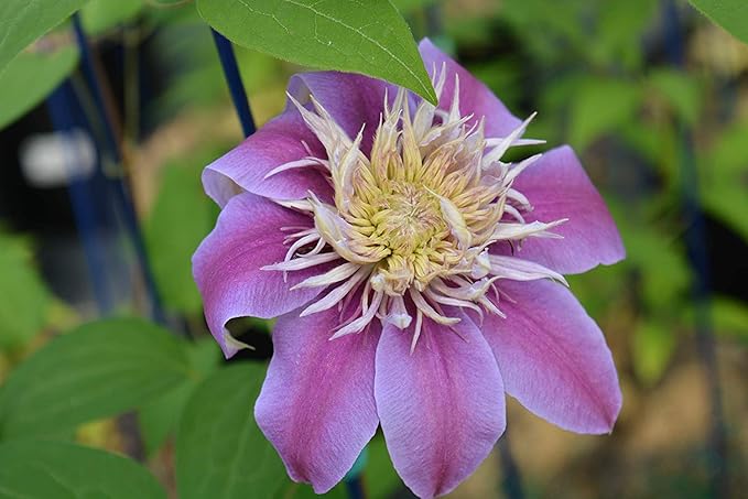 Raymond Evison Clematis - Clematis Josephine (Clematis) Perennial, double lilac pink flowers, 8`` - Size Container