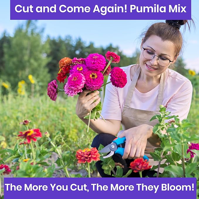 NatureZ Edge Zinnia Seeds for Planting Outdoors, Flower Seeds, Bulk Semillas De Flores para Sembrar, Pumila Mix 10 g