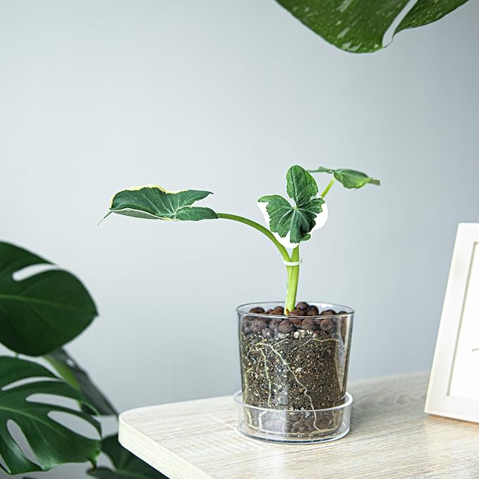 Phoenix Vine 4.5 Inch Clear Acrylic Planter Pot with Tray, Orchid Pot with Drainage Holes, Deep Saucer for Bottom Watering, Transparent Containers for Indoor Plants, Herbs, Set of 4, 91-A-E-4