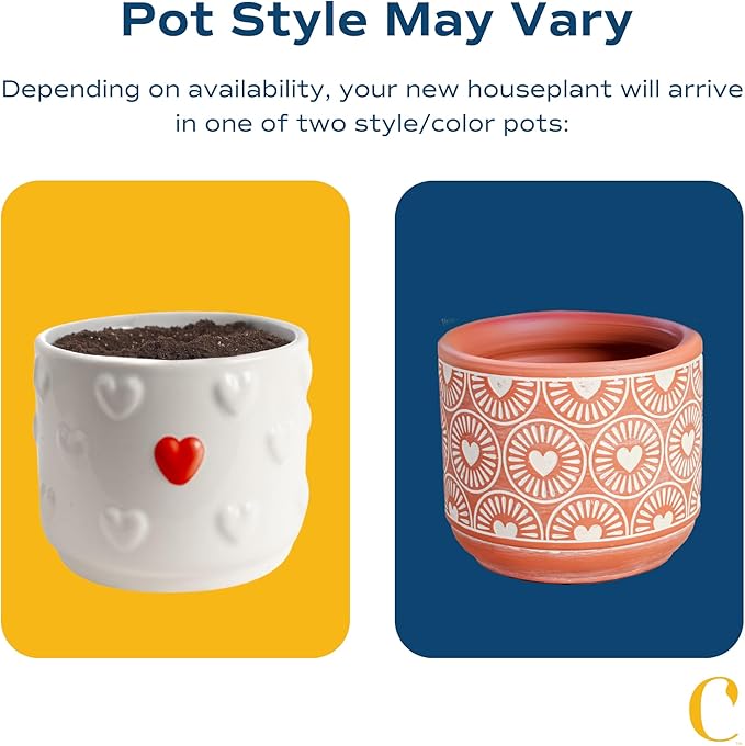 Costa Farms Live Succulent Plant, Easy to Grow Echeveria, Potted Houseplant in Decor Plant Pot, Everyday Gift for Mom, For Wife, From Daughter, Son, Room or Home Decor, 6-Inches Tall