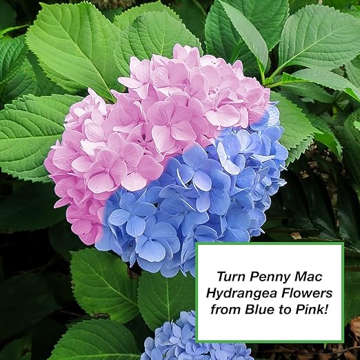 Perfect Plants Organic Soil Acidifier 2Qt | Sulfur Based Plant Food | Changes Hydrangea Flower Color (2qts.)