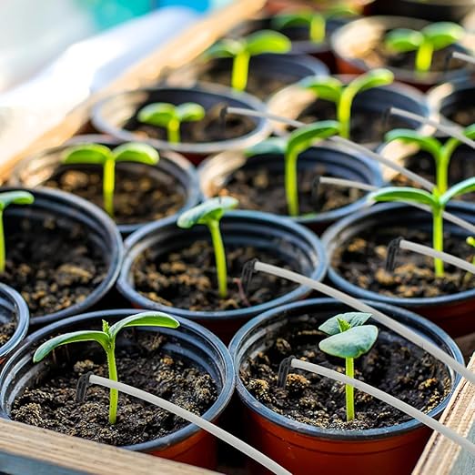 Netafim Automatic Irrigation Dripper Stake Assembly, 0.5 GPH, Bundle of 25 (36 Inches)