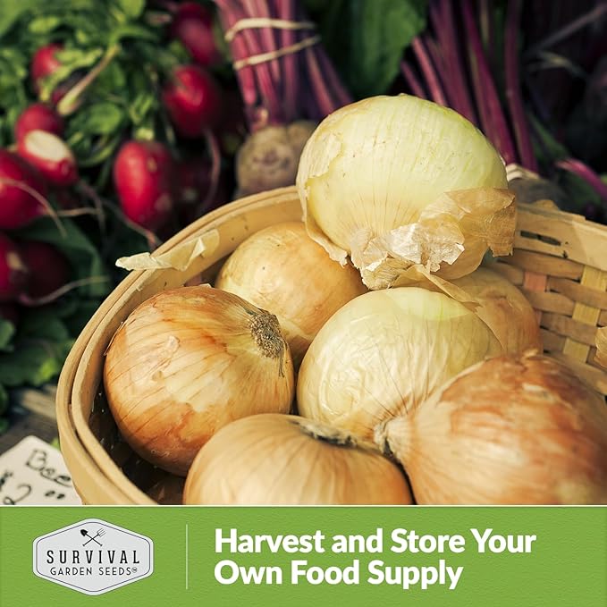 Yellow Sweet Spanish Onion Seed for Planting - 1 Packet with Instructions to Plant and Grow Long Day Onions in Your Home Vegetable Garden - Non-GMO Heirloom Variety - Survival Garden Seeds