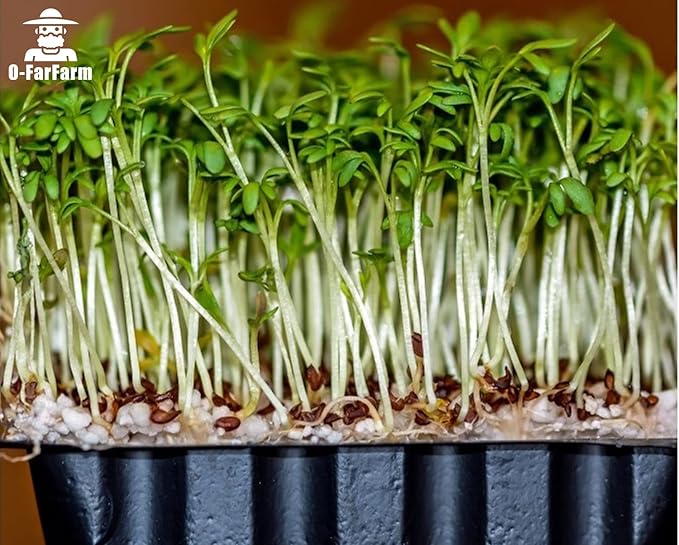 Chunky Perlite Bulk, Horticultural Pearlite Coarse Perlite for Plants Indoor, Additive Conditioner Mix, Improve Drainage and Ventilation, Help Root Growth(5-10mm, 1qt)