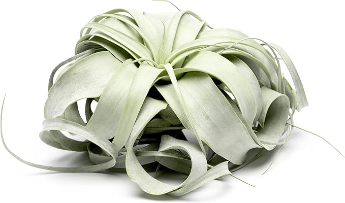 Tillandsia Xerographica Air Plant, Tillandsia Air Plants Live Large Indoor Plants Live Houseplants, Exotic Plants for Succulent Terrarium, Fairy Garden Decor, Succulents Live Plants by Plants for Pets