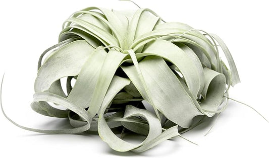 Tillandsia Xerographica Air Plant, Tillandsia Air Plants Live Large Indoor Plants Live Houseplants, Exotic Plants for Succulent Terrarium, Fairy Garden Decor, Succulents Live Plants by Plants for Pets