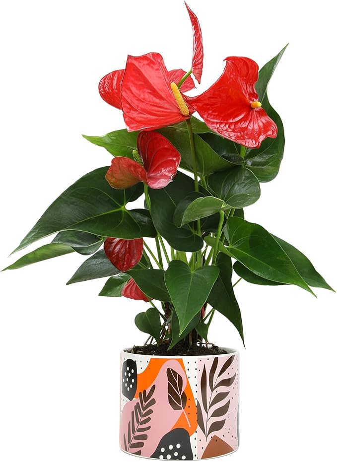 Red Anthurium Live Plant Decor 10-12" in Modern Planter, Plant Lover Gifts for Plant Lovers, Live Plants Indoor Plants Live Houseplants, Real Plants Indoor House Plants Easy Plants by Plants for Pets