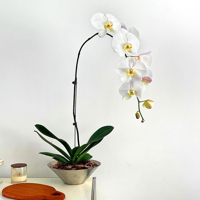 AVALUTION Orchid Potting Bark-9QT Organic Orchid Bark for Plants, All Natural Pine Bark Wood Chips for Houseplant Mulch, Orchid Plants Root Development, Mulch for Potted Plants