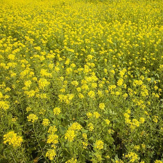 Outsidepride 10 lb. Seeds Annual White Mustard Cover Crop Seed for Planting