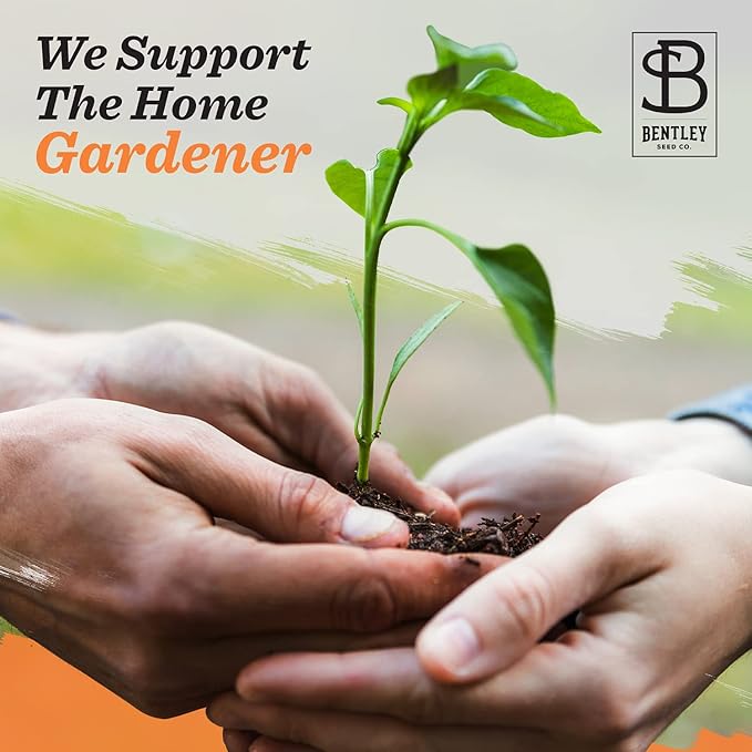 Bentley Seeds with Faith Pre Filled Giant Curled India Seed Packets - 25 Individual Mustard Seed Packs - Ideal for Party Favors - Non-GMO - Eco-Friendly Spring to Fall Gift - Outdoor Garden Seeds