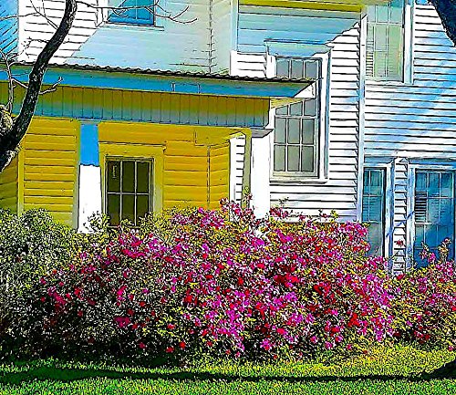 Nelson Azalea & All Acid Loving Plant Food Huge Blooms Jasmines Roses Camellias Gardenias NutriStar (25 lb.)