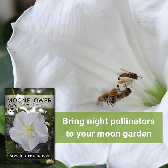 Sow Right Seeds - Moonflower (Ipomoea alba) Flower Seeds for Planting - Beautiful Flowers to Plant in Your Home Garden - Non-GMO Heirloom Seeds - Tall Annual Great for Cut Flowers - Wonderful Gift (3)