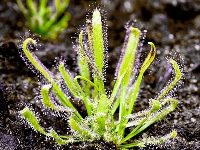 Carnivorous Plant Soil Mix for Repotting 4 QT, All Natural Ingredients Great for Venus, Sundews, and Pitcher Plants