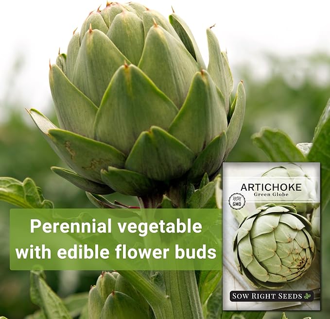 Sow Right Seeds - Artichoke Green Globe Seeds for Planting - Non-GMO Heirloom Packet with Instructions to Plant and Grow an Outdoor Home Vegetable Garden - Perennial - Tall with Edible Flower Buds (1)