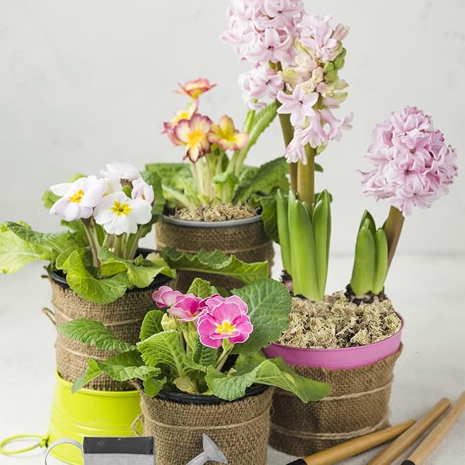 ZeeDix 1500g Premium Sphagnum Moss for Plants, 60QT Natural Long Fibered Orchid Moss Sphagnum Peat Moss Bulk for Carnivorous,Orchid,Sarracenia,Succulent,Venus Fly Traps and Reptiles