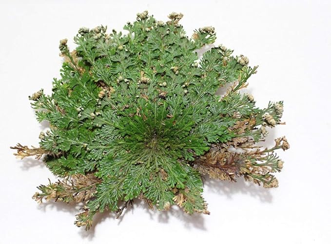 Incense Garden Rose of Jericho Flower The Resurrection Plant (1 Rose)