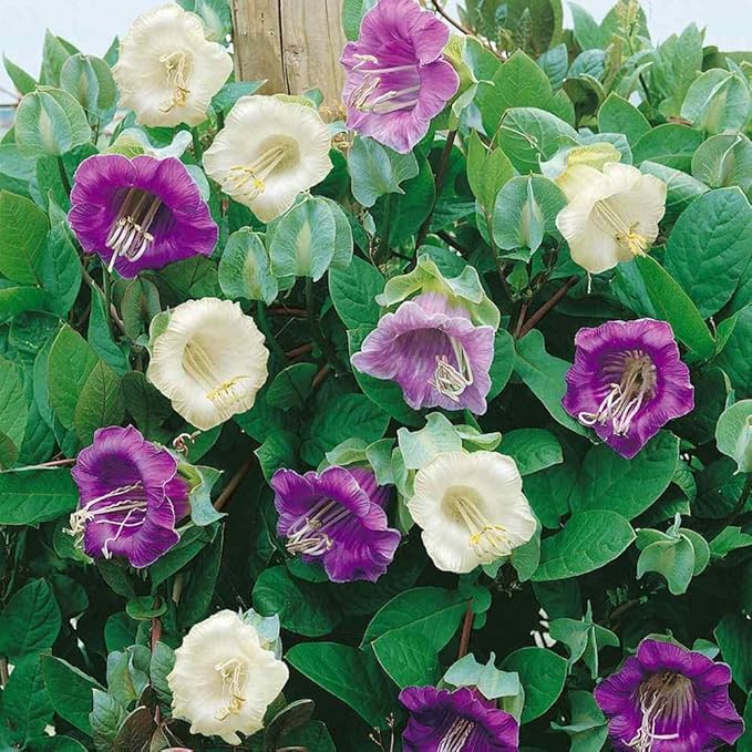 Outsidepride 200 Seeds Perennial Cobaea Cup & Saucer Vine Flower Seed Mix for Planting