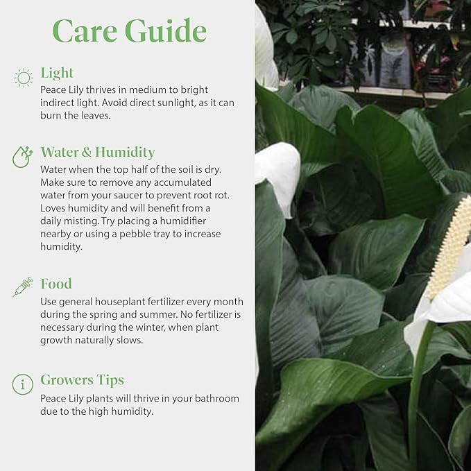 American Plant Exchange Spathiphyllium Peace Lily Live Plant, Large 10-Inch Pot, Indoor Flowering Houseplant, Easy Care, Low Light, Perfect for Home & Office, Housewarming, Sympathy Gift