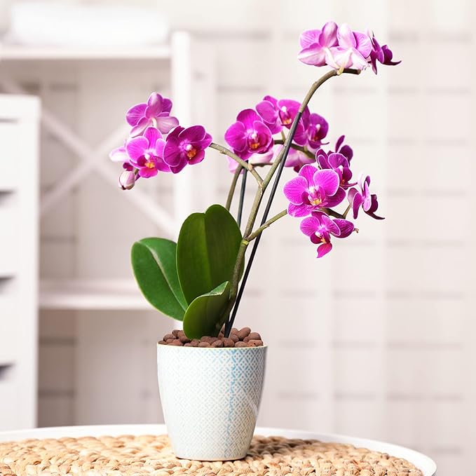 GASPRO 2.5lb LECA Expanded Clay Pebbles for Plants, Hydroponics, Aquaponics, 100% Natural Leca Balls for Soil Root Development, Orchid Potting Mix, Drainage and Reusable, 4-16mm