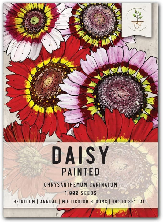 Seed Needs, Painted Daisy Seeds - 1,000 Heirloom Seeds for Planting Chrysanthemum carinatum - Bi-Colored Blooms to Plant a Butterfly Garden for Attracting Pollinators (1 Pack)
